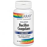 Bacillus Coagulans