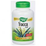 Yucca (Stalk)