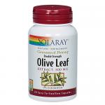Olive Leaf Two Daily