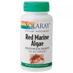 Red Marine Algae